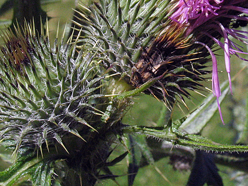 Cirsium vulgare (Savi) Ten / Cardo asinino